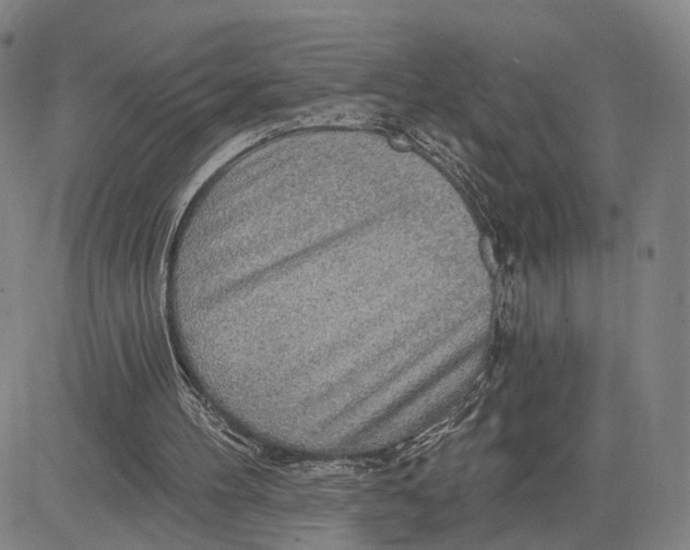 X0000083630100200703051645