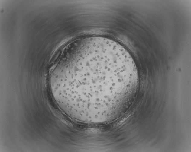 X0000083630111200703051645