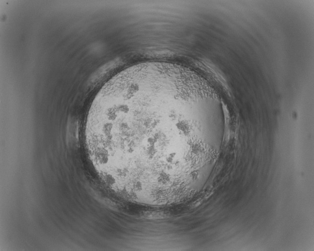 X0000083630115200703051645