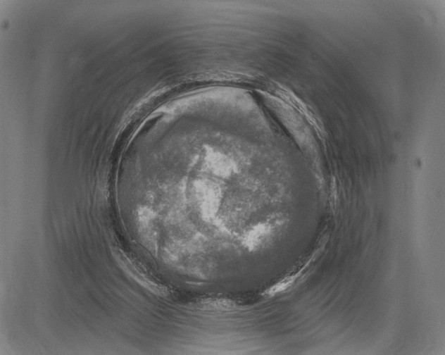 X0000083630203200703051643