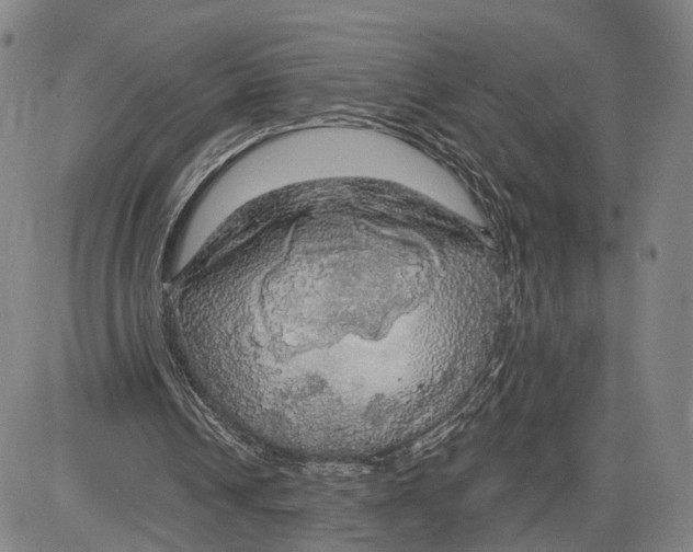 X0000083630242200703051642