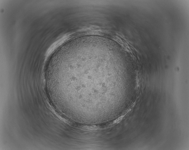 X0000083630245200703051642