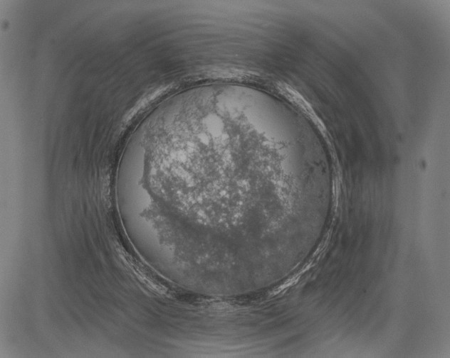 X0000083630249200703051642