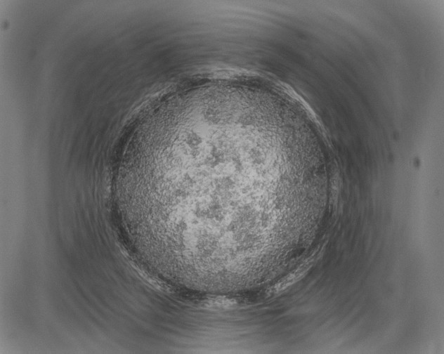 X0000083630257200703051642