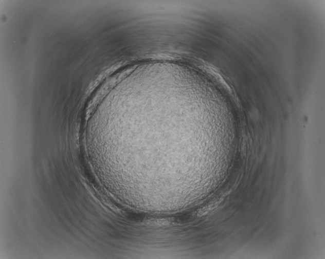 X0000083630299200703051642