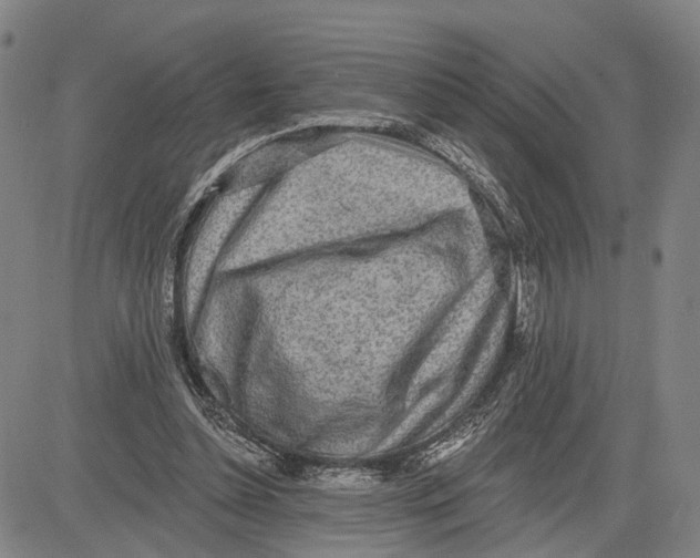 X0000083630348200703051641