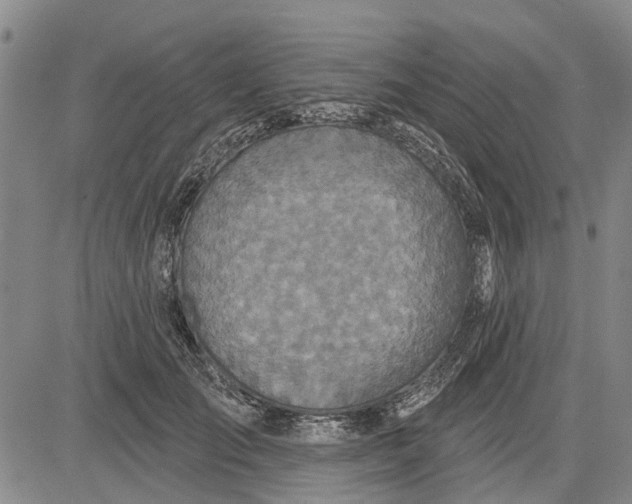 X0000083630701200703051635