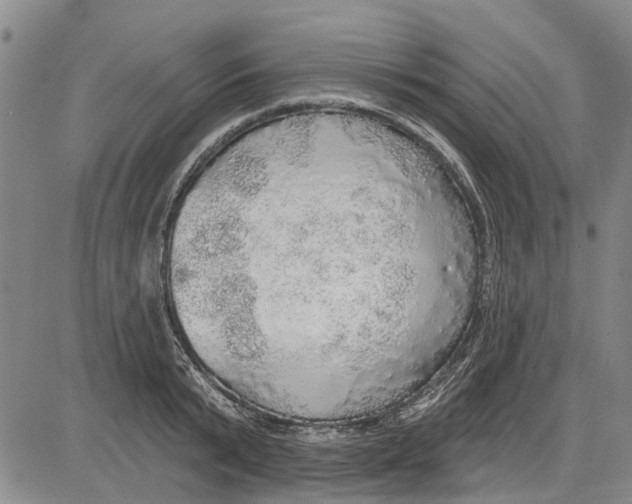 X0000083630799200703051633