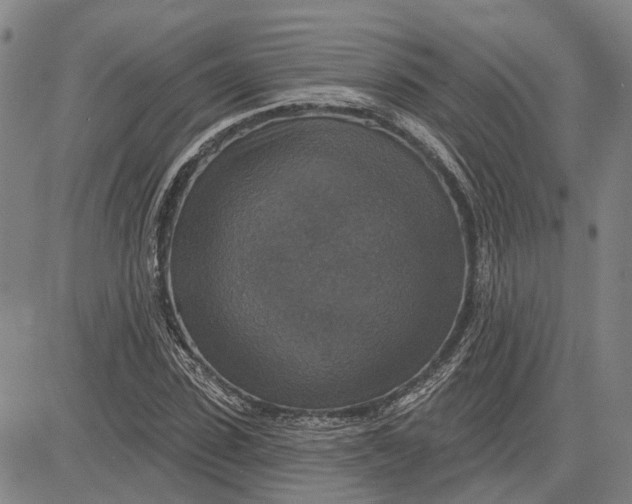 X0000083630923200703051631