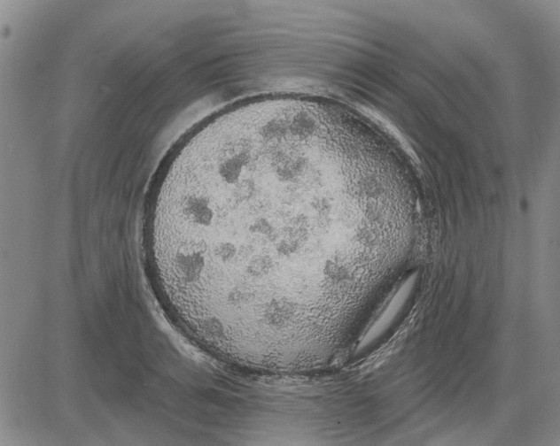 X0000083630991200703051630