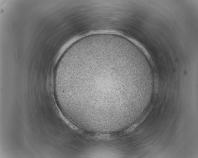 X0000083631006200703051630