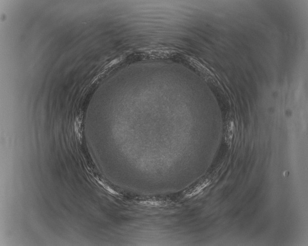 X0000083631010200703051629