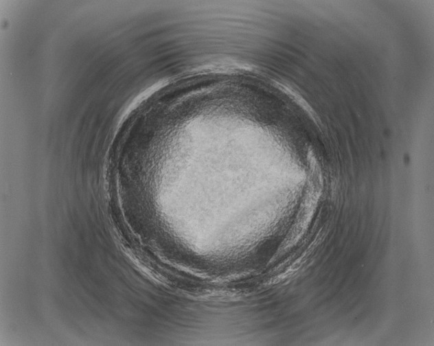 X0000083631026200703051629