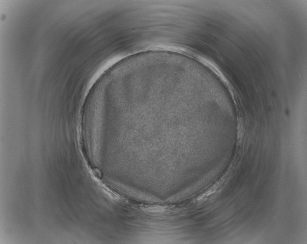 X0000083631048200703051630