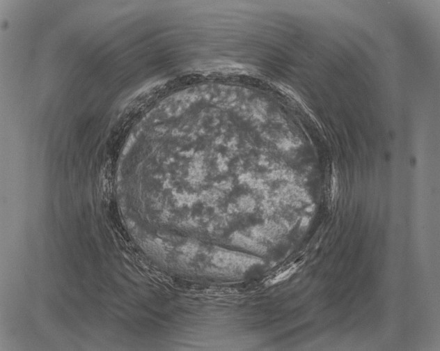 X0000083631063200703051629