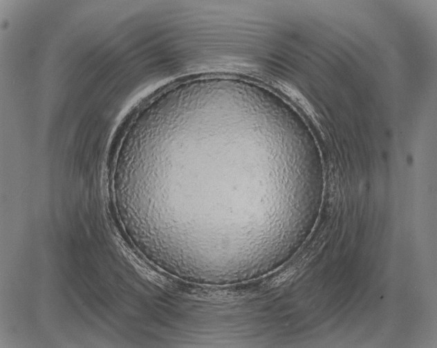 X0000083631072200703051629