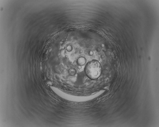 X0000083631106200703051628