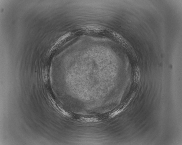X0000083631108200703051628
