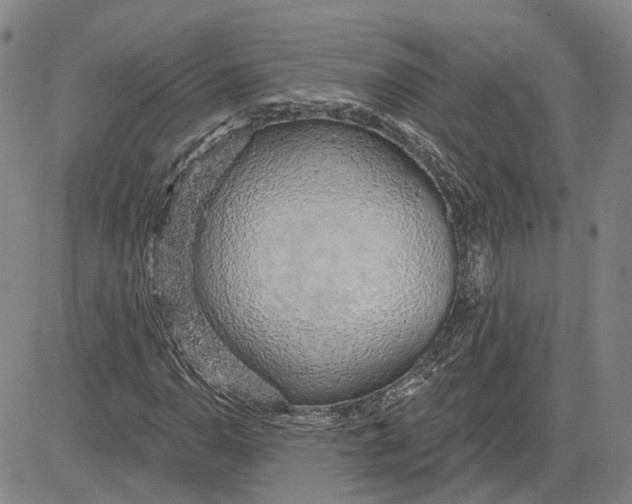 X0000083631110200703051628