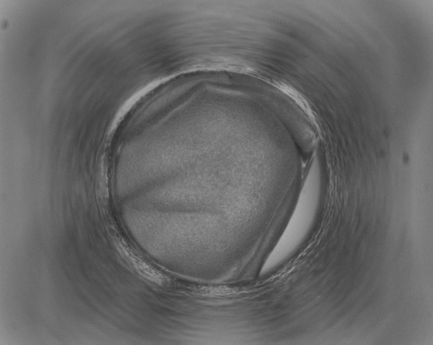 X0000083631120200703051628