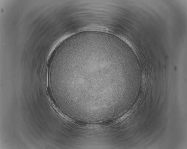 X0000083631123200703051628