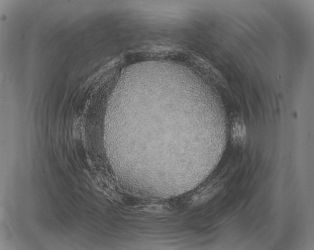 X0000083631204200703051626
