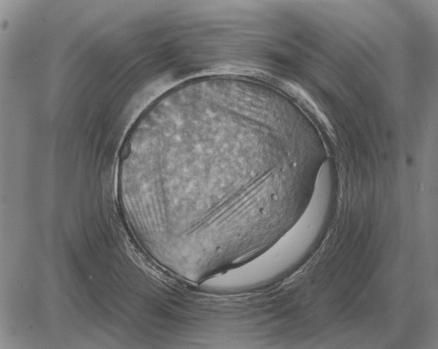 X0000083631276200703051625
