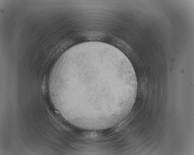 X0000083630074200703121705