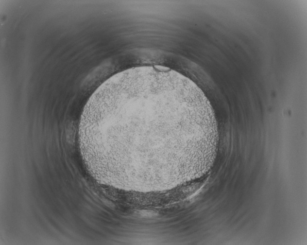 X0000083630078200703121705