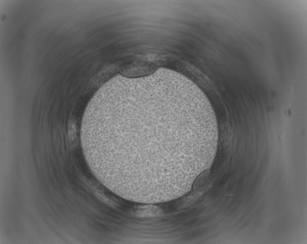 X0000083630087200703121705
