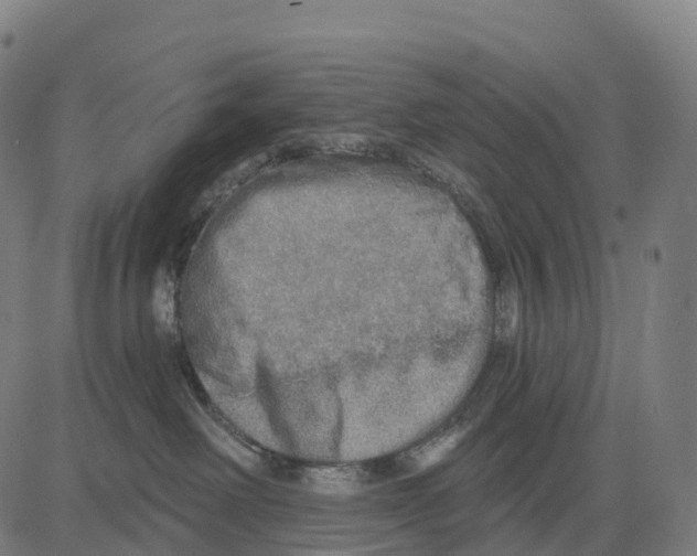 X0000083630238200703121702