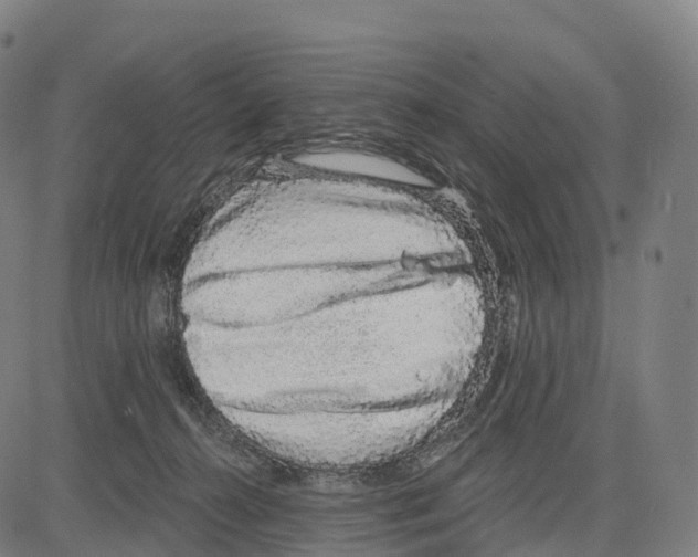 X0000083630272200703121702