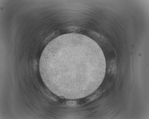 X0000083630279200703121702
