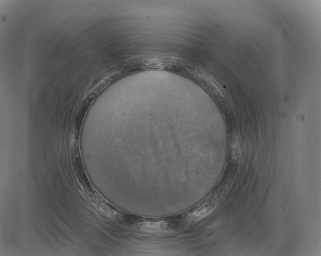 X0000083630314200703121701