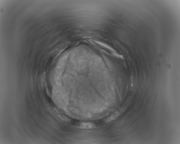 X0000083630376200703121700