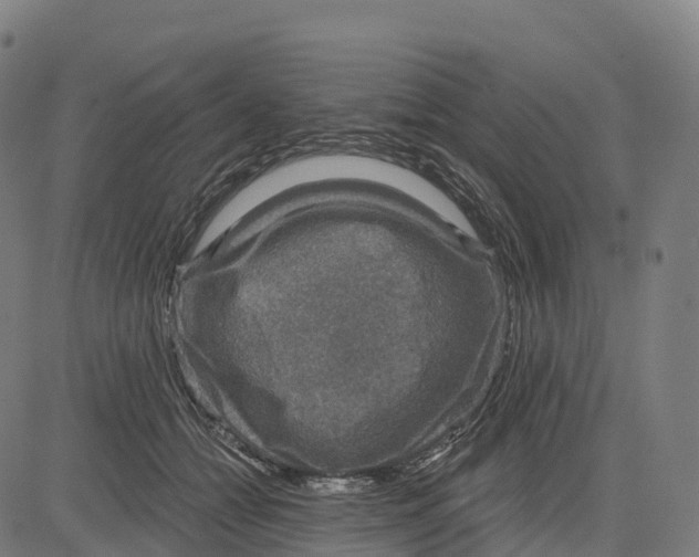 X0000083630558200703121657