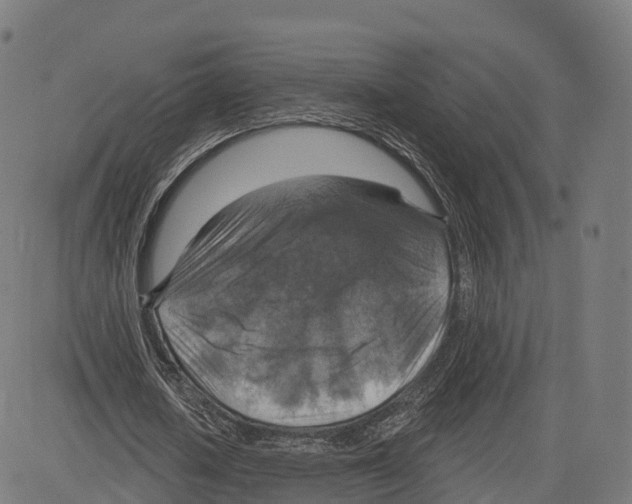 X0000083630626200703121655