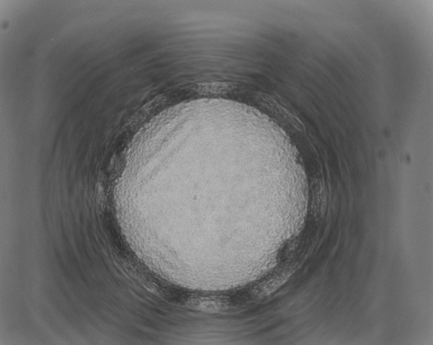 X0000083630655200703121655