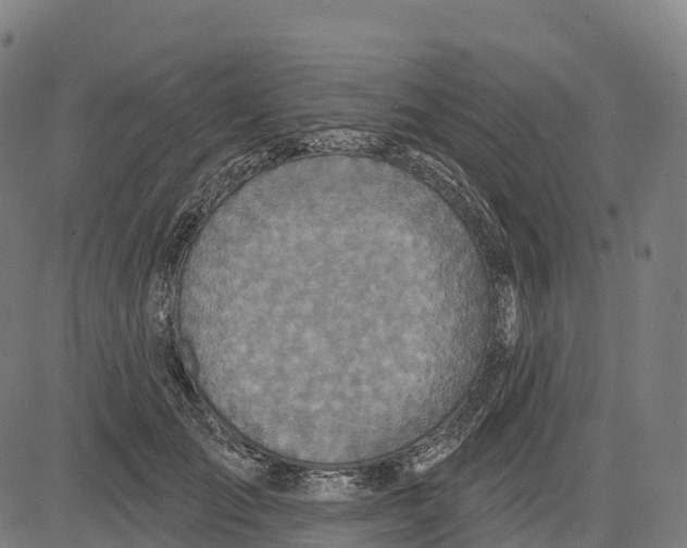 X0000083630701200703121654