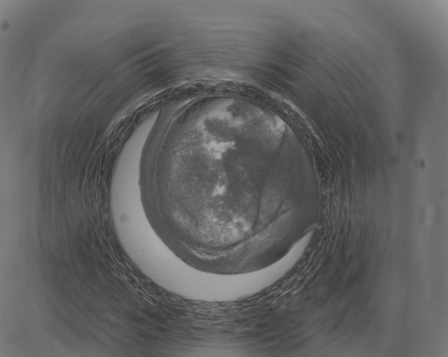 X0000083630919200703121650