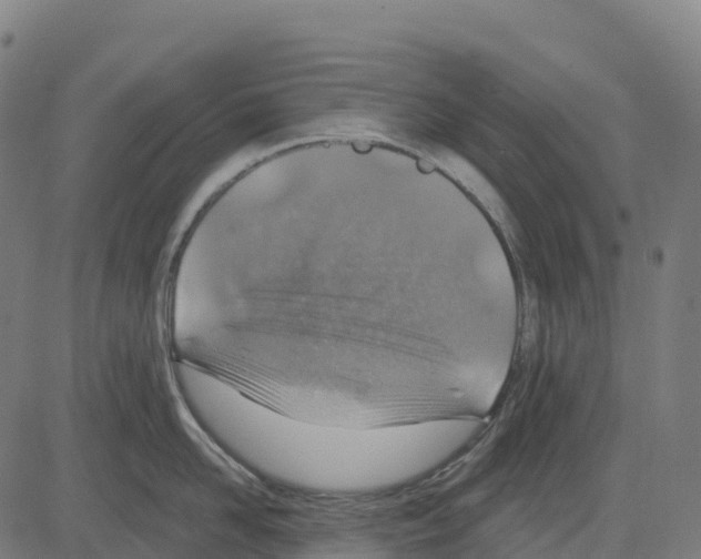 X0000083630958200703121651