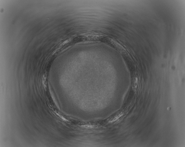 X0000083631010200703121648