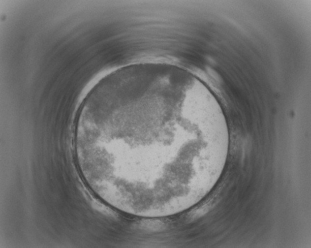 X0000083631094200703121648