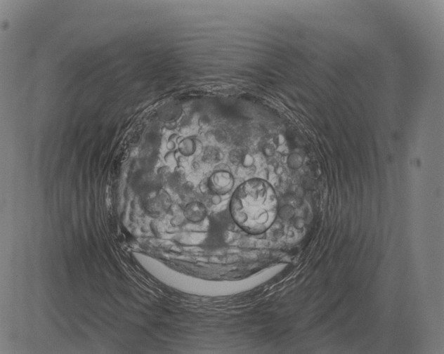 X0000083631106200703121647