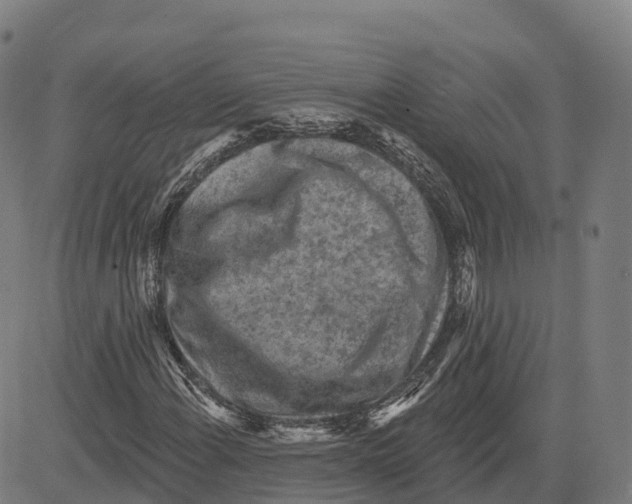 X0000083631108200703121647