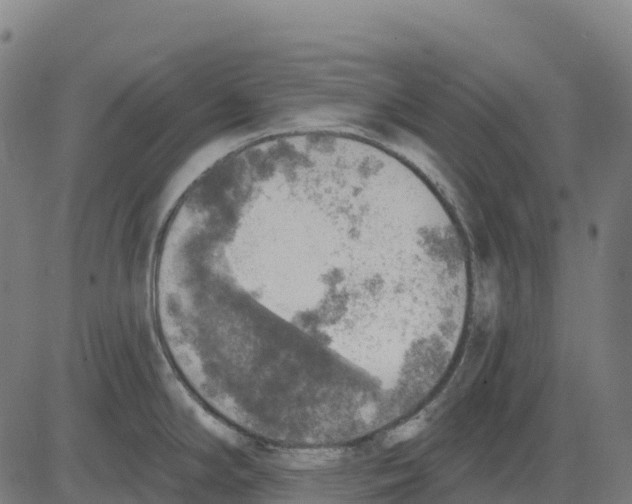 X0000083631294200703121644