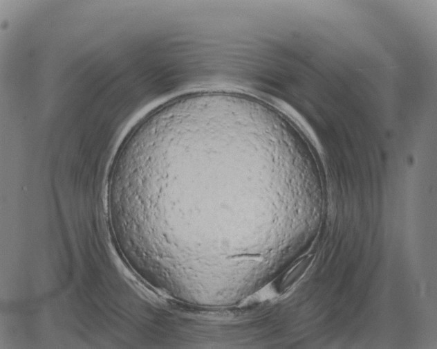 X0000083631388200703121643