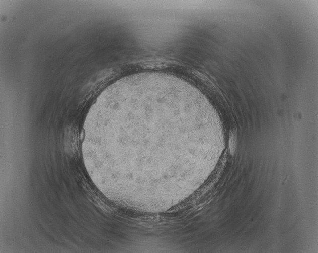 X0000083631444200703121642