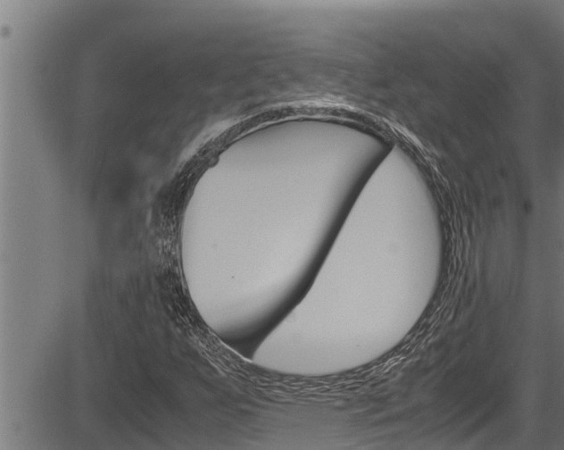 X0000083641255200702120742