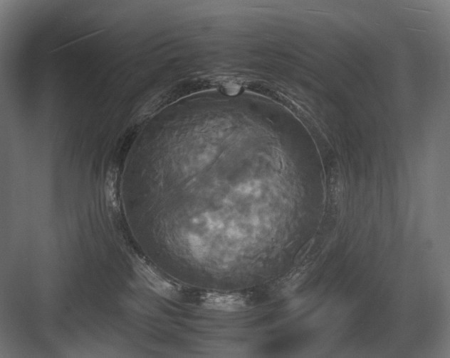 X0000083640185200702121133